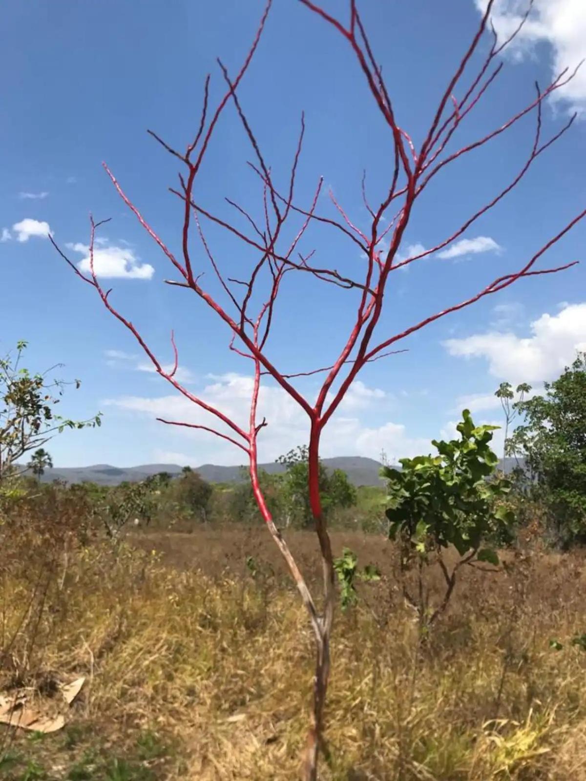 Chacara Canto Da Mata Cavalcante Eksteriør bilde